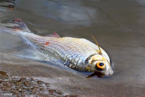 魚缸死魚